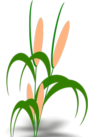 Plant Illustration